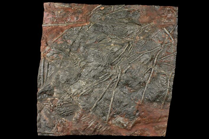Silurian Fossil Crinoid (Scyphocrinites) Plate - Morocco #134262